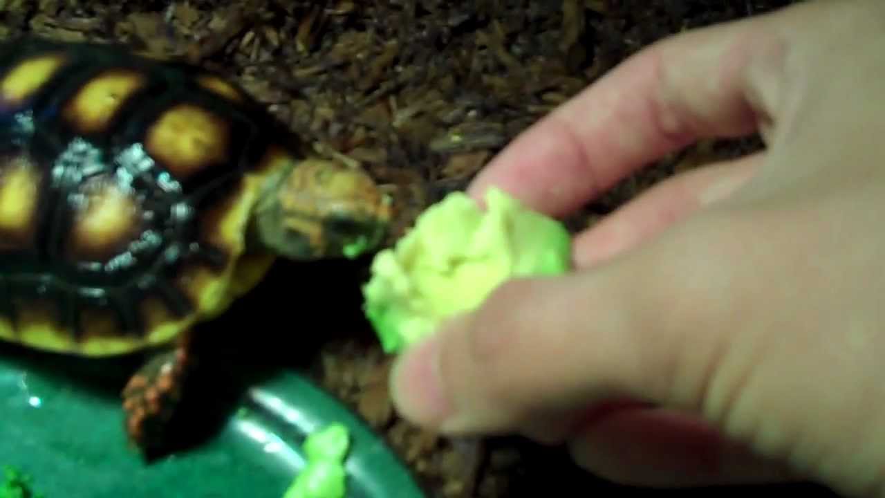 Redfoot tortoises + Avocados ). YouTube