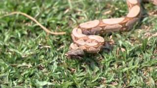Dramatic Snake