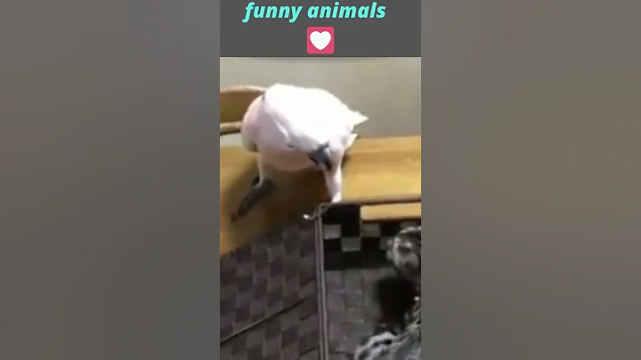 Video 3675931: funniest cats compilation, funniest animals compilation funny, best funny animals compilation, funny cute animals compilation, laugh funny compilation