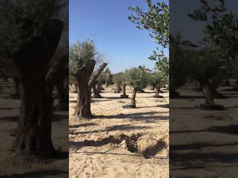 The largest Olive