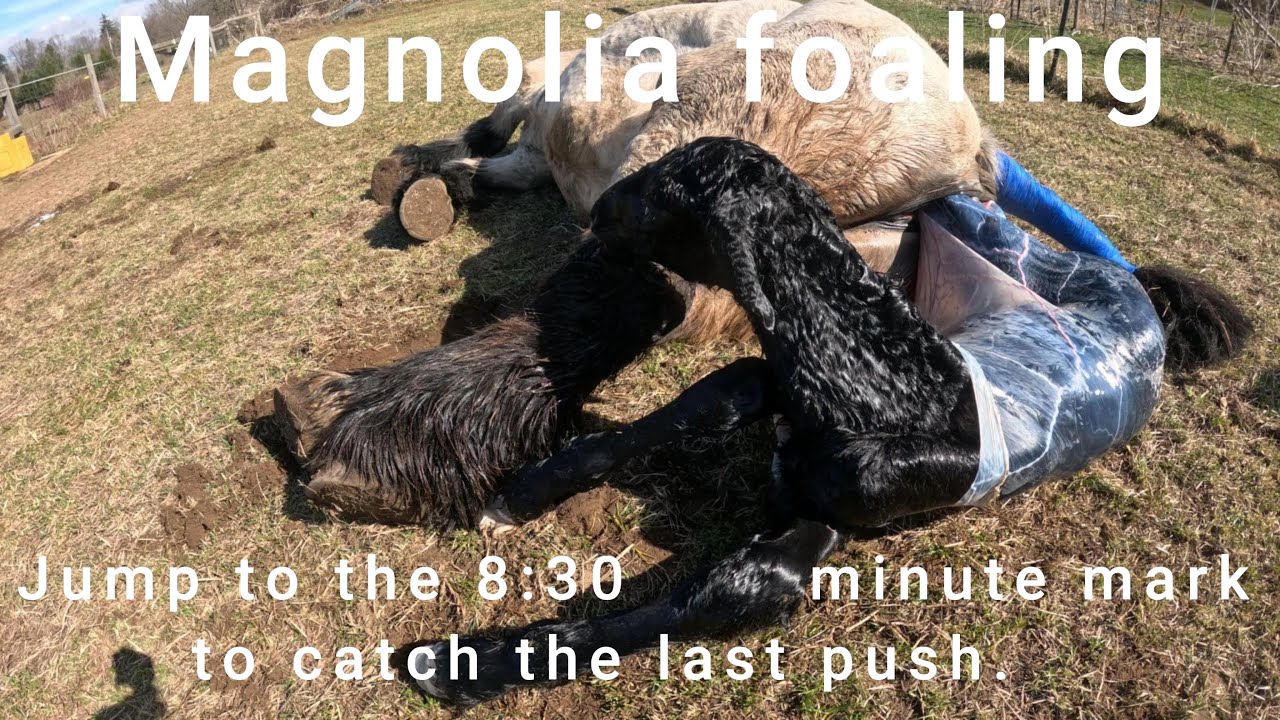 Logging With Horses. A horse foaling #82