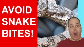 Lichaamstaal Van Boas Lezen Om Beten Te Voorkomen Bewezen Geheimen