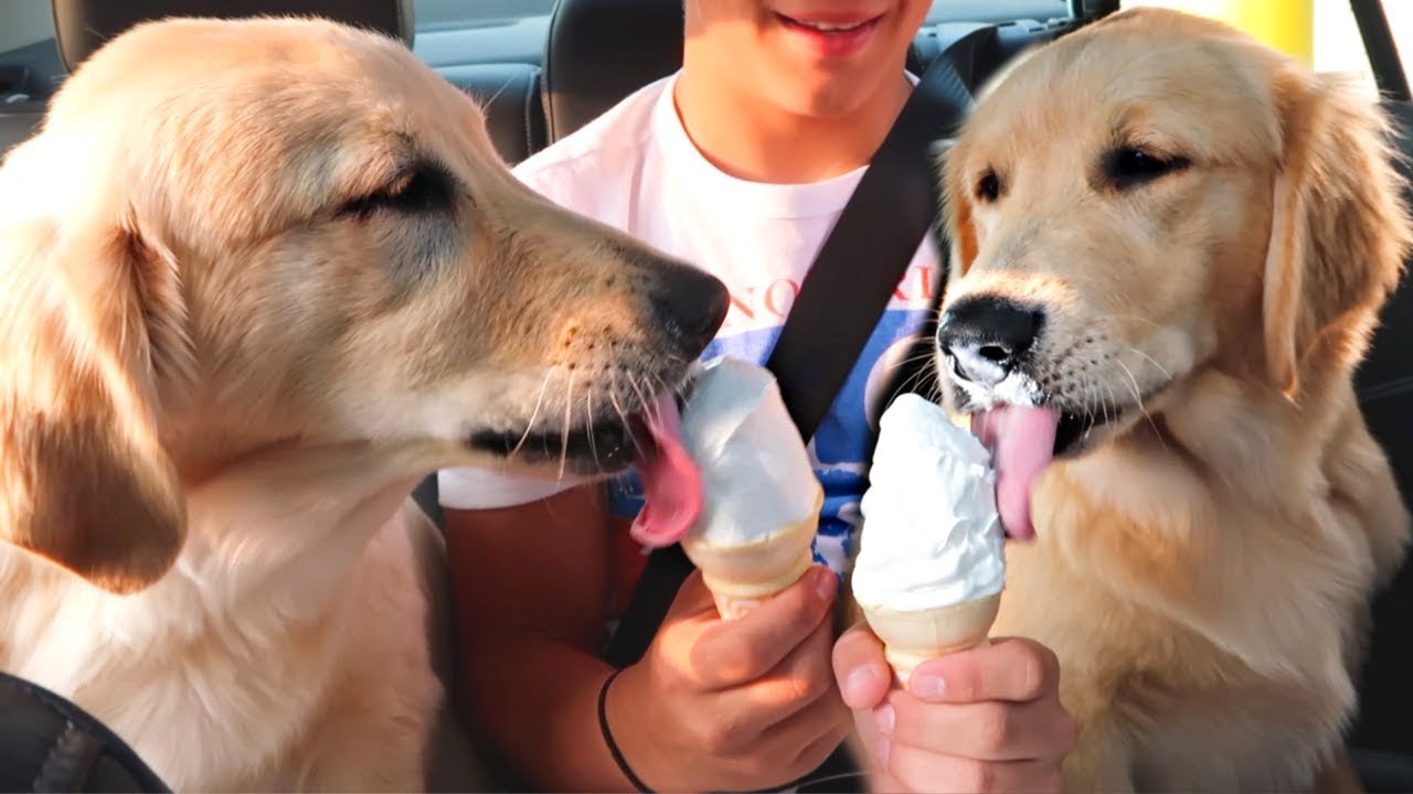 dog eating ice cream