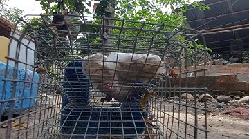 Đặt bẫy rắn phát hiện em Chuột quá thông minh