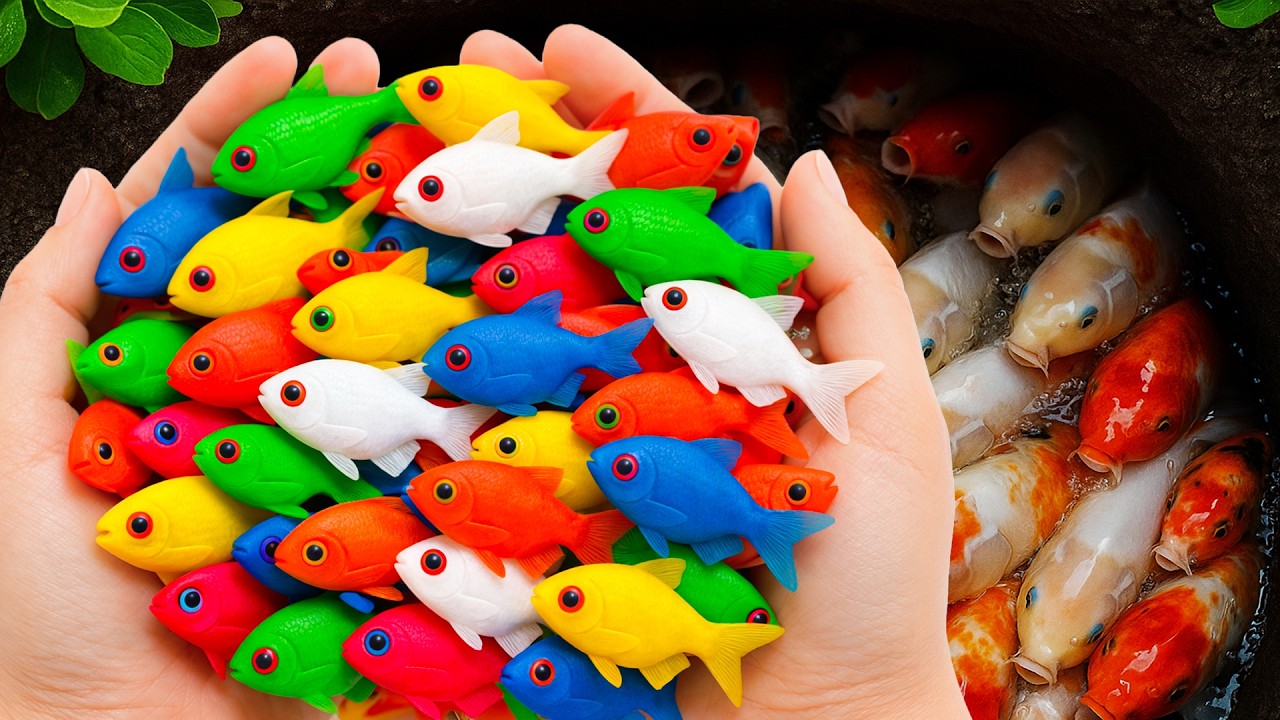 Catch beautiful aquarium fish in colorful eeg turtles, shrimp, koi, carp, pencil fish, tiger catfish