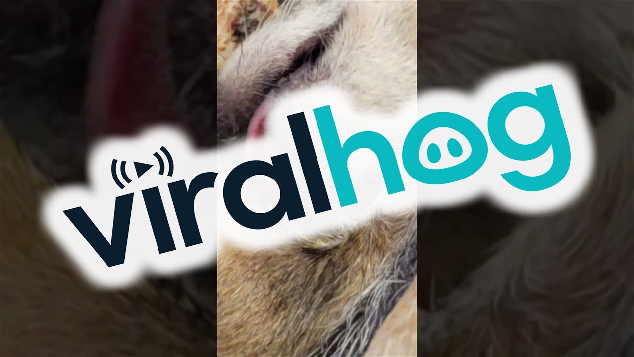 What Is Bowser Dreaming About? || ViralHog