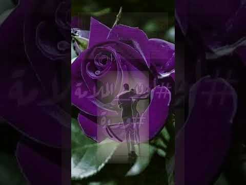 يا عيون عطشانه موسيقار الأجيال محمد عبد الوهاب وردة لولا الملامة Ana Ali 