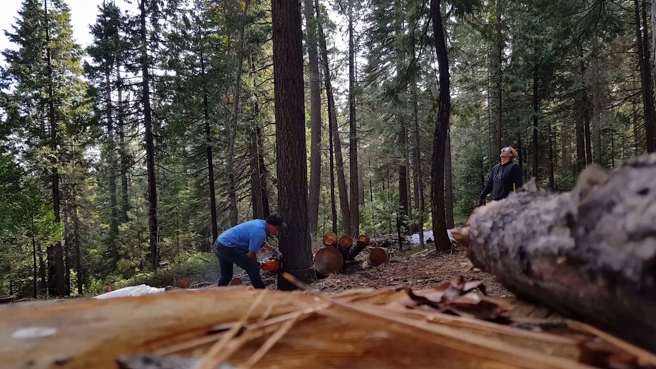 Karock - Felling a Dead 20" Pine - YouTube