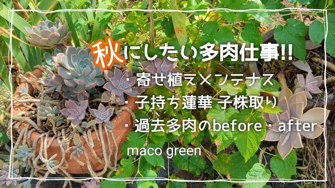 【秋 多肉植物】育てやすい多肉のメンテナス動画です！🔰初心者さん🔰にオススメの多肉達です✨