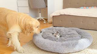 Fearless Kitten Invades Golden Retriever’s Bed — His Reaction Is Priceless!
