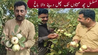 Amrood Ka Bagh Anwar Shah Ustrana Vlogs
