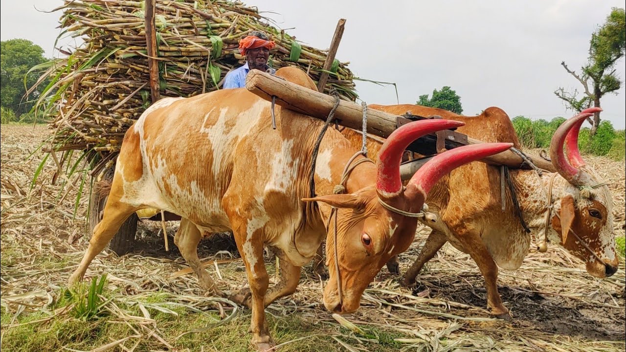 New Young Bullock Cart mud stuck in heavy weight Sugarcane // bailgadi videos