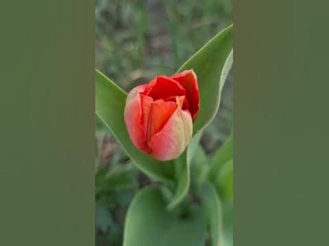 #дача #цветы #огород #отдых #сезон #природа #вкусняшка #сад - YouTube