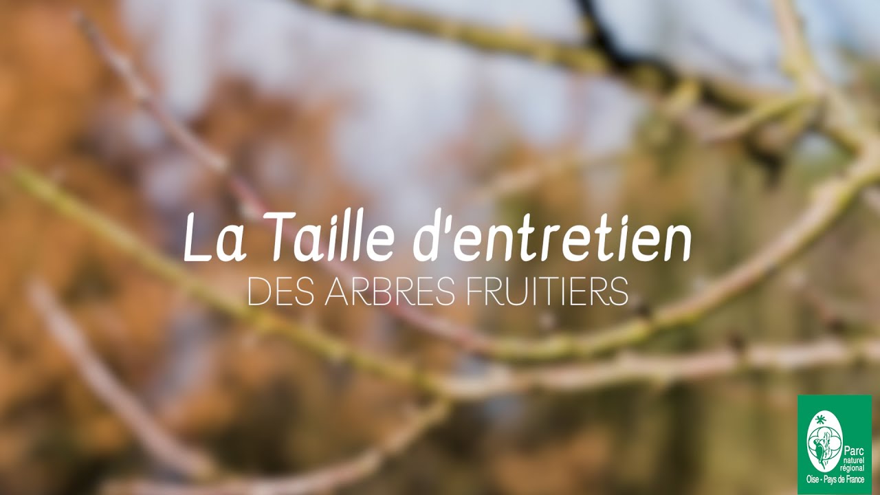 #3 TAILLE D'ENTRETIEN - Tutoriel