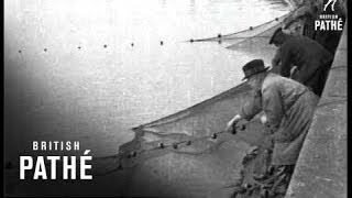 Restocking The Thames 1920