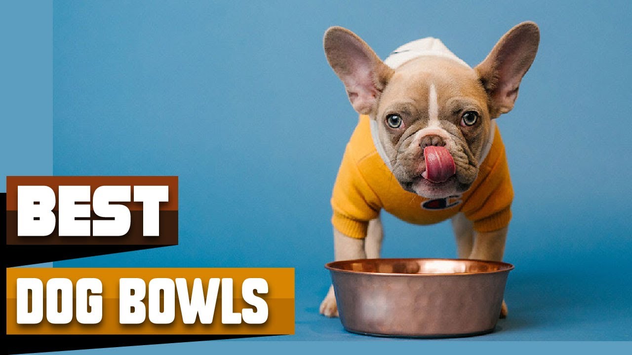 Dog Bowl : Can I Try Once from here?