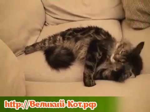 Как действует кошачья мята на кошек