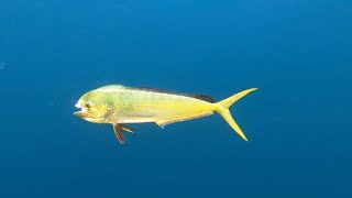 Mahi Mahi and Sea bass Fishing | Indian River Inlet DE