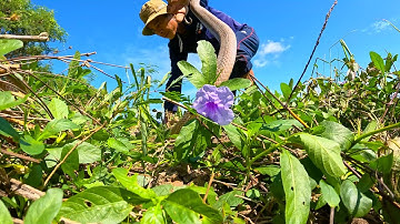 Nhận được cuộc gọi đến để tìm con Rắn lột da, kết quả là tìm được cả một cặp | TGSB #623