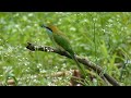 Green bee eater in action