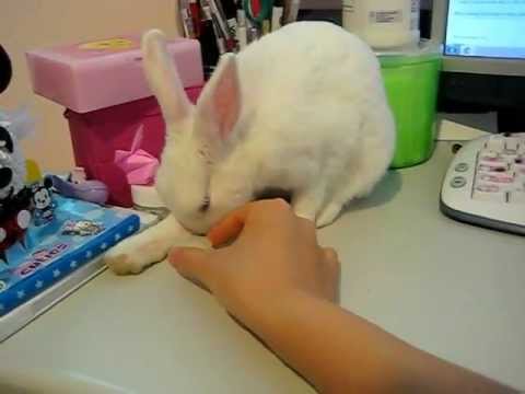 cute playful bunny!~ - YouTube