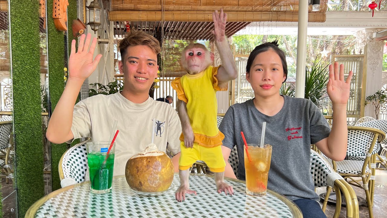 Unexpected meeting! Monkey Luk meets mom again after many days apart