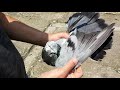 # Pigeons. Продаются Николаевские Голуби. // Ставрополь //
