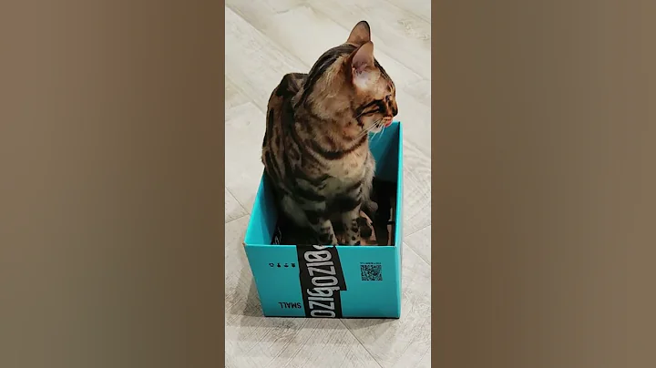 Watch the video about Cat Detroit I'm the Best Gift! #america#funnyvideos #leopard #detroit #bengalcat