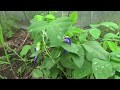 自然栽培バタフライピー（チョウマメ）の花とツボクサ（ゴッコラ）