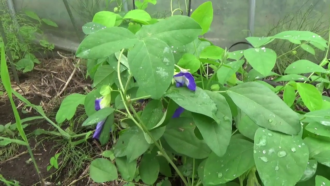 自然栽培バタフライピー チョウマメ の花とツボクサ ゴッコラ Youtube