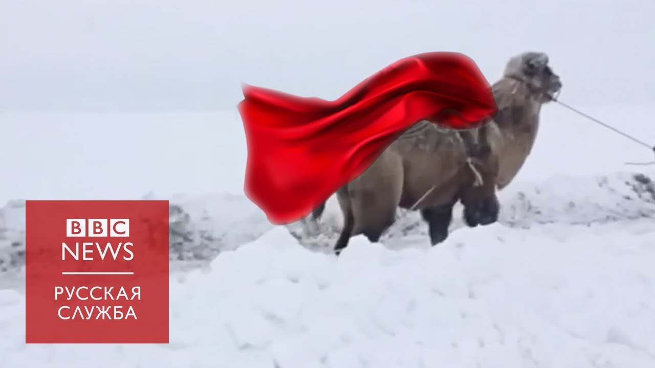 Верблюд вытаскивает 
