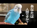 【仰天!】着地に失敗したインコのぼやきが人間並みだった! Shocking! Budgie Grumbles Like Human as He Fails Landing