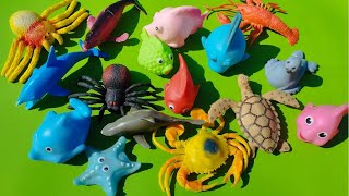sea animals names, toys for kids, sea creatures , shark toys for kids, water animals