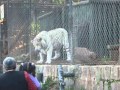 Tigre blanco se come paloma en Zoologico de santiago