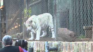 Tigre blanco se come paloma en Zoologico de santiago