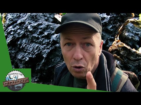 Чага березовая. Где искать чагу в лесу.  Заготовка чаги.
