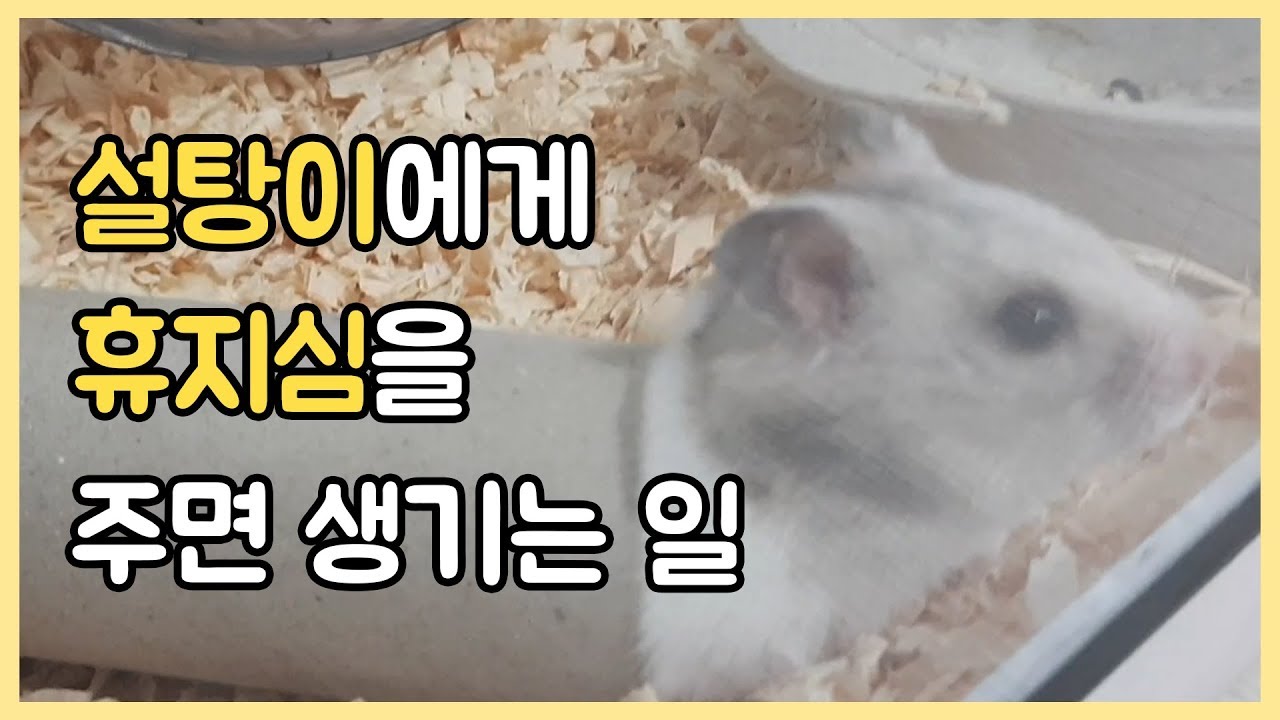 햄스터에게 휴지심을 주면 생기는일 (Give tissue tube to hamster) YouTube