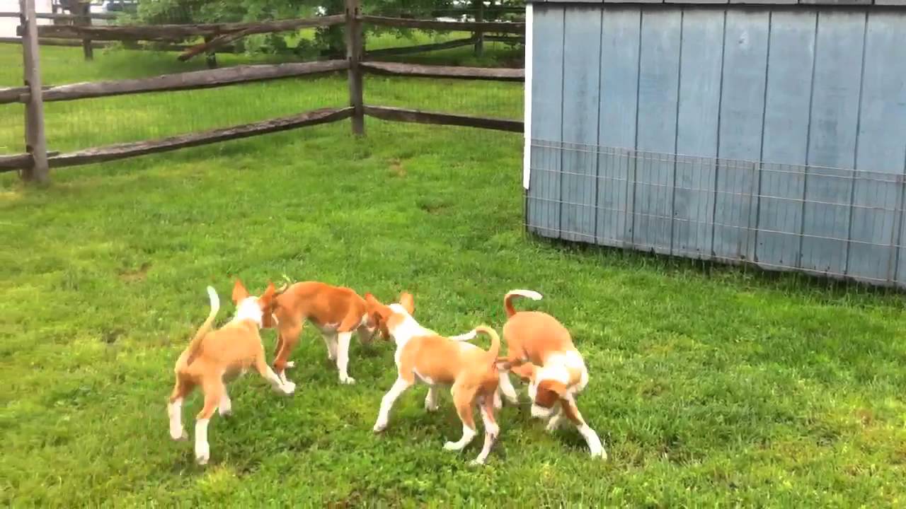 The Italian Litter 8 week playtime YouTube