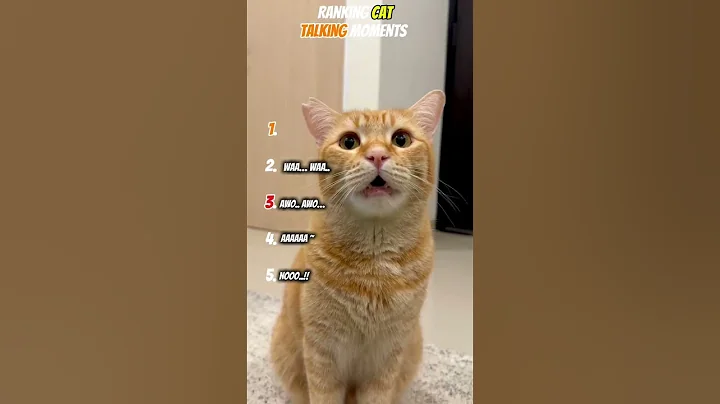 Video 11800131: cats talking funnycats, cats talking funniest, funny cat talking