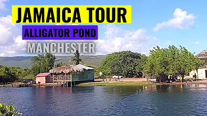 JAMAICA TOUR 2021 ALLIGATOR POND MANCHESTER | PORT...