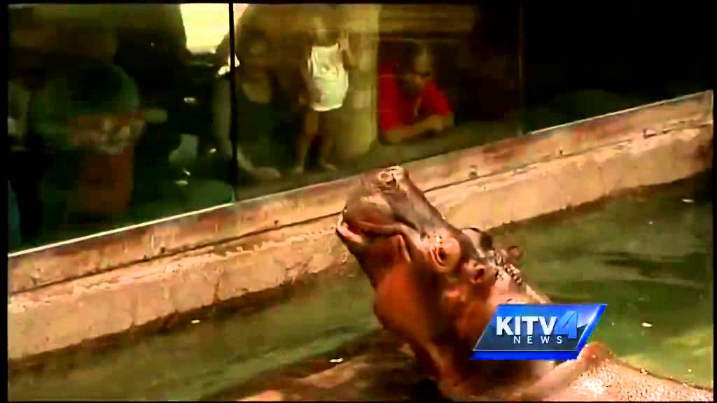 Going Wild: Hippo - YouTube