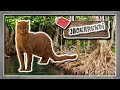 animales vida real : jaguarundi - el gato aterciopelado