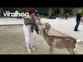 Tourist gets goosed by deer in nara park  viralhog