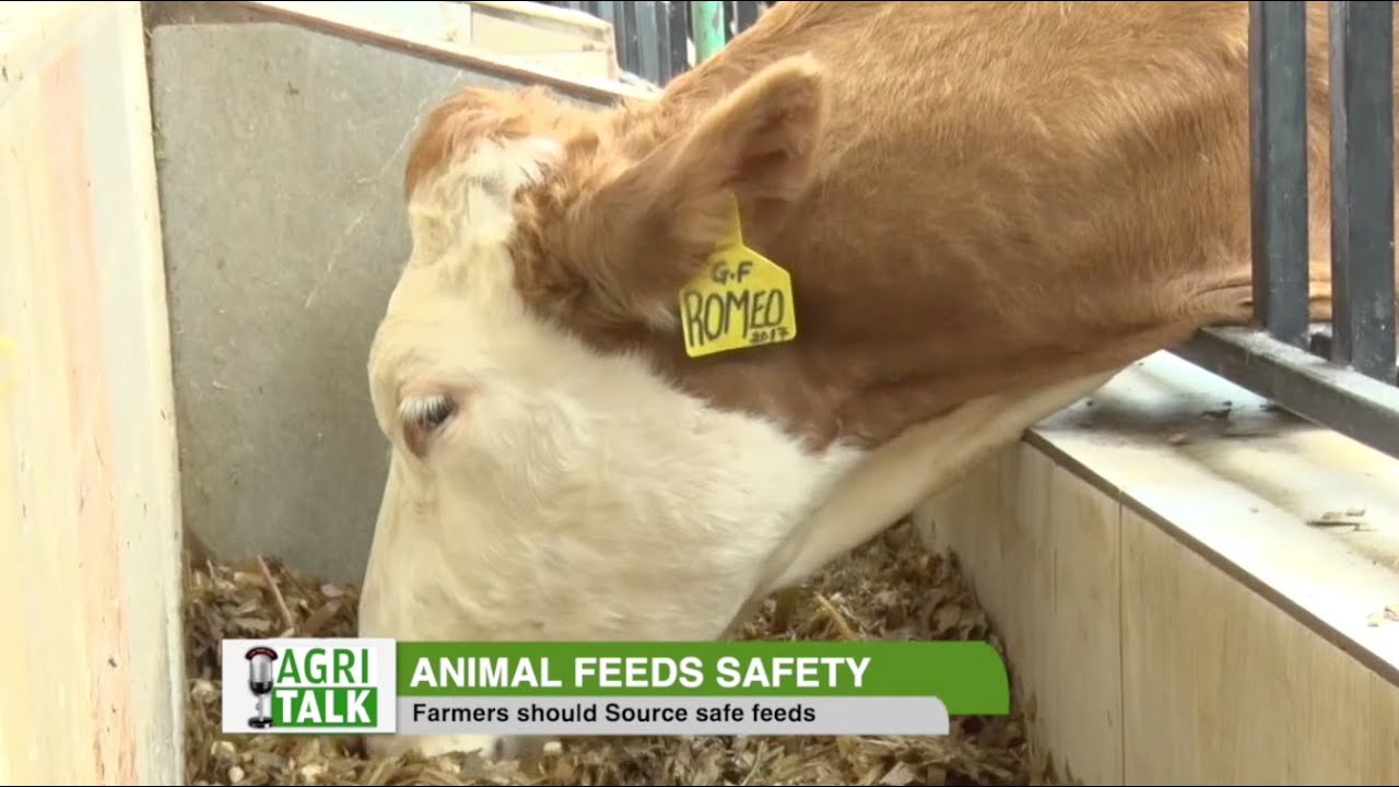 Quality feeds boosts animal production Agri Talk part 1 YouTube