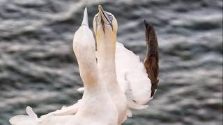 Der Basstölpel vor Helgoland
