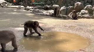 Baby Monkey Does a Handstand