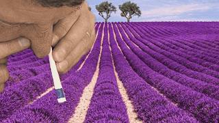 maybe a little lavender will reduce my stress