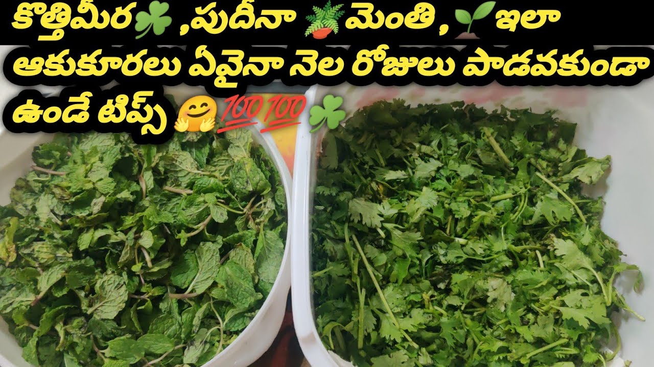 How To Store Coriander Fresh for 1 month 💯