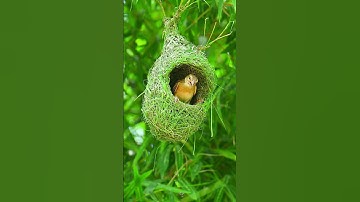 1048 Unbelievable Weaver bird build nest bird architecture design