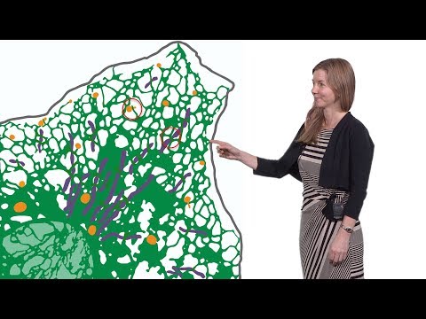 Gia Voeltz (CU, HHMI) 2: Using BioID to Identify Membrane Contact Site Factors